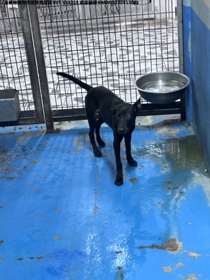 領養大型黑色母犬
