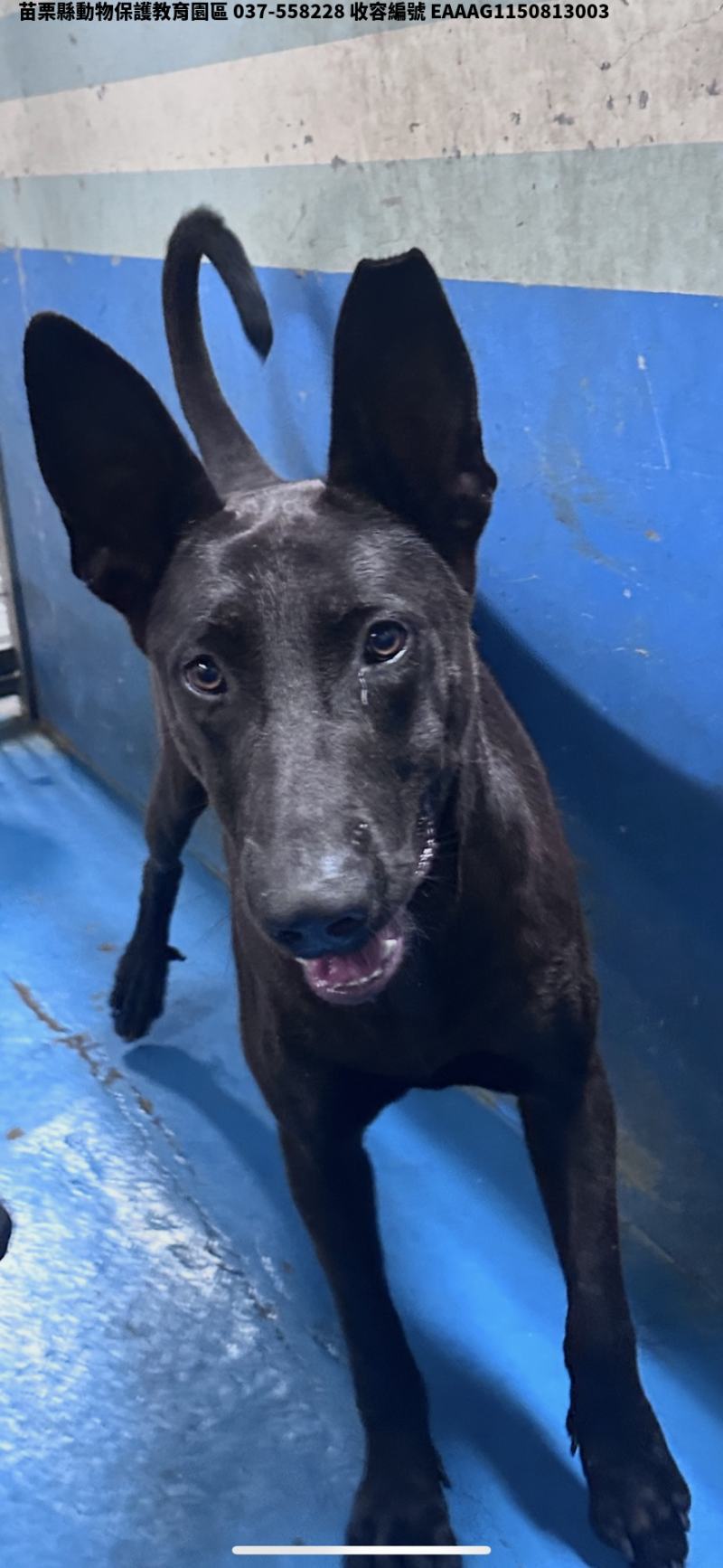 領養大型黑色公犬