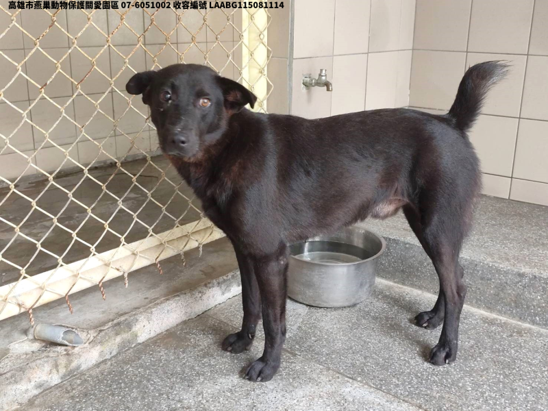 領養大型黑色公犬