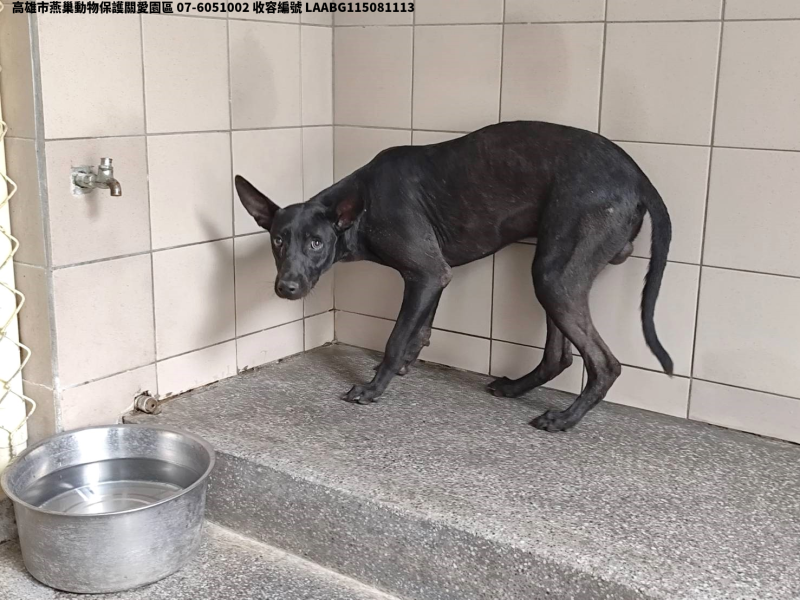 領養大型黑色公犬