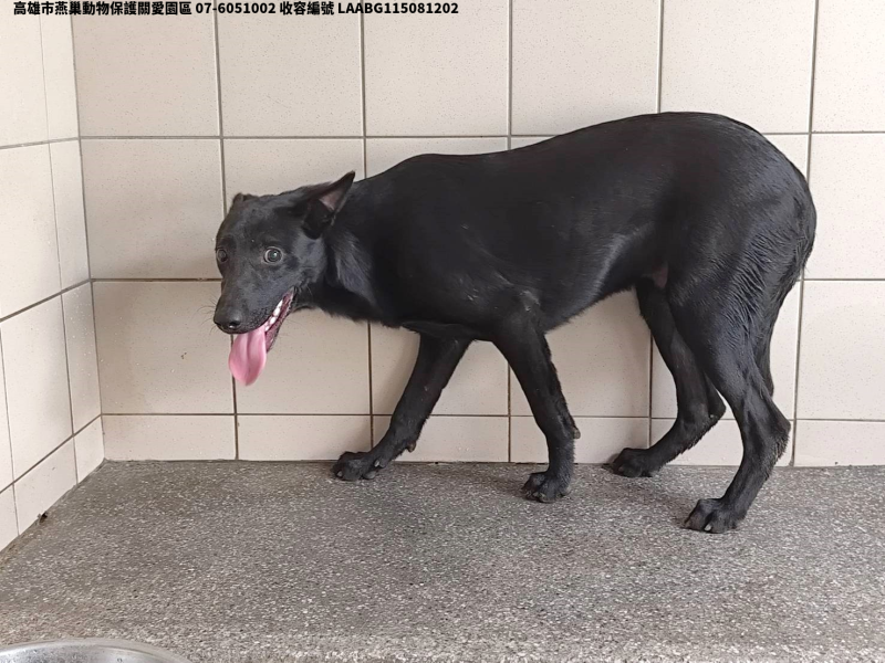 領養大型黑色公犬