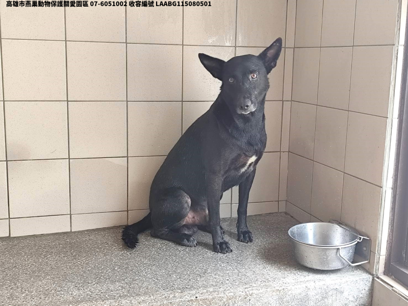 領養大型黑色公犬