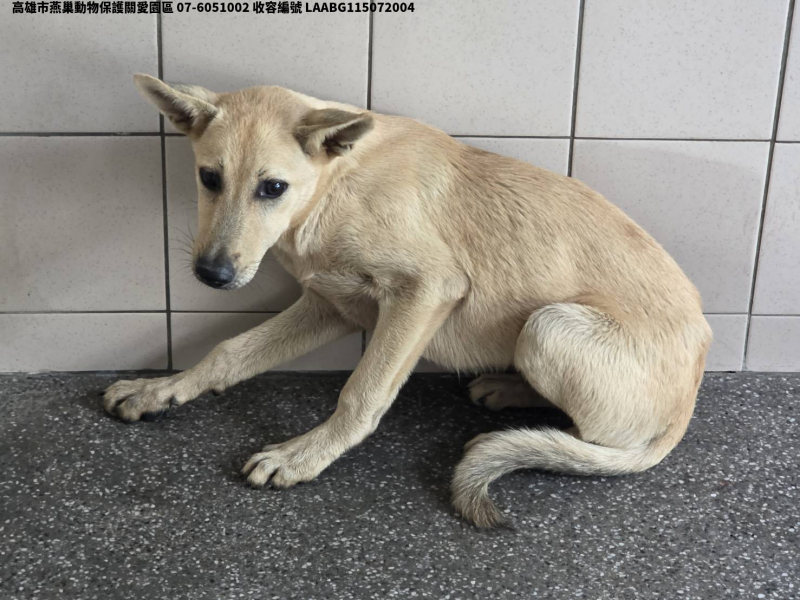 領養大型黃色公犬