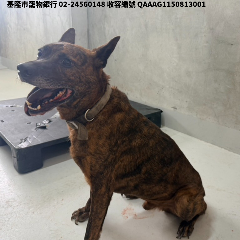 領養大型虎斑色公犬
