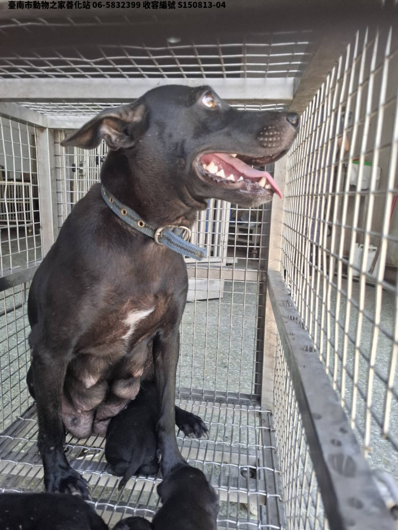 領養中型黑色母犬