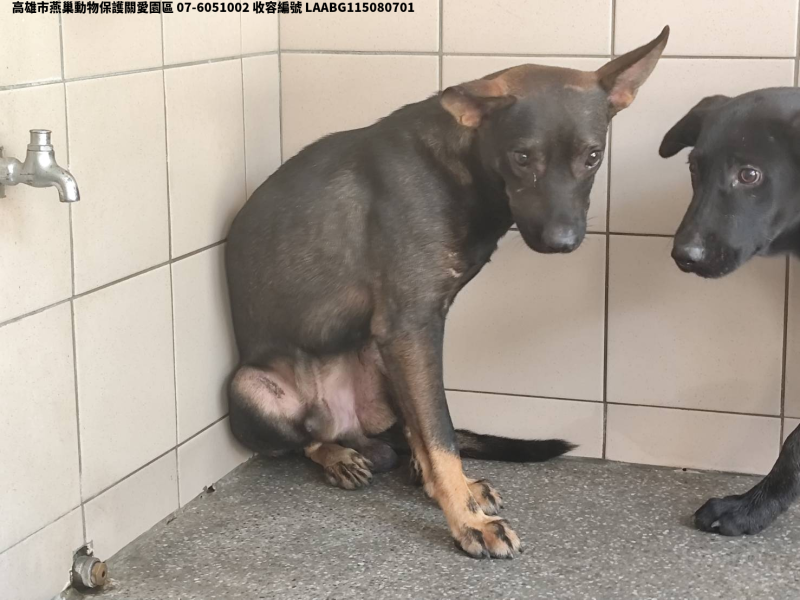 領養大型黑色公犬