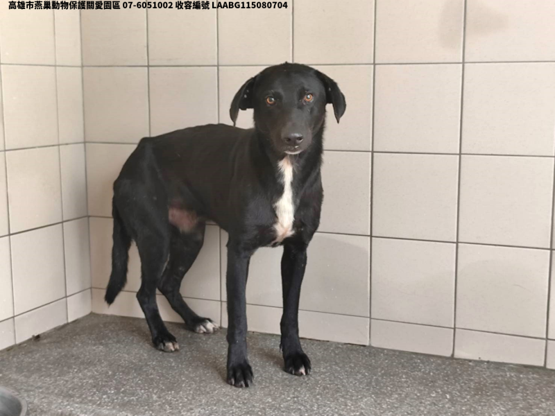 領養大型黑色公犬