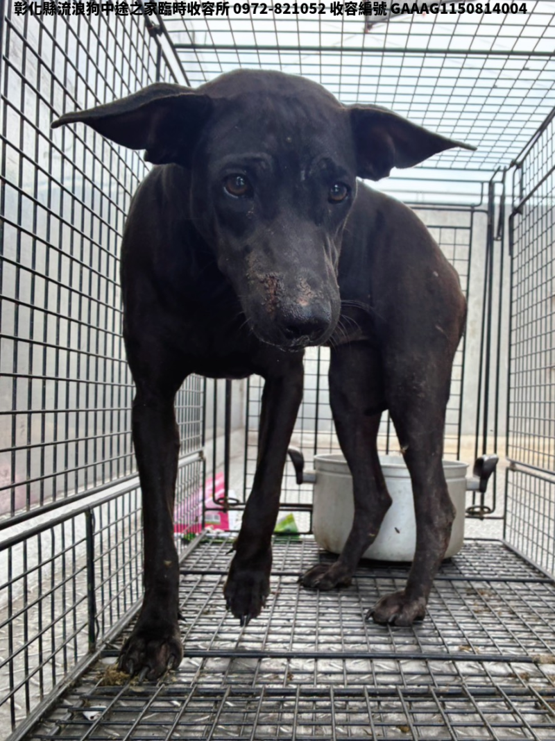 領養中型黑色母犬