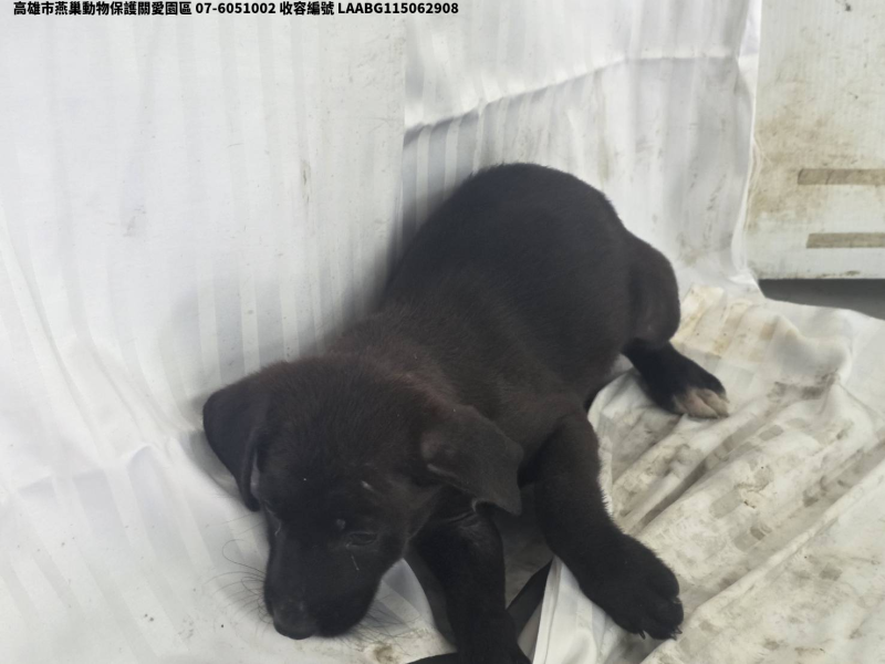 領養小型黑色母犬