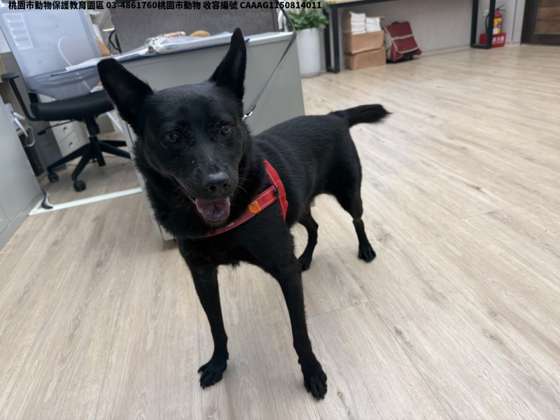 領養中型黑色母犬