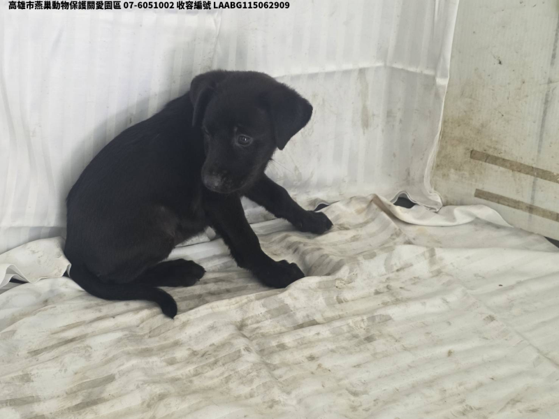 領養小型黑色母犬