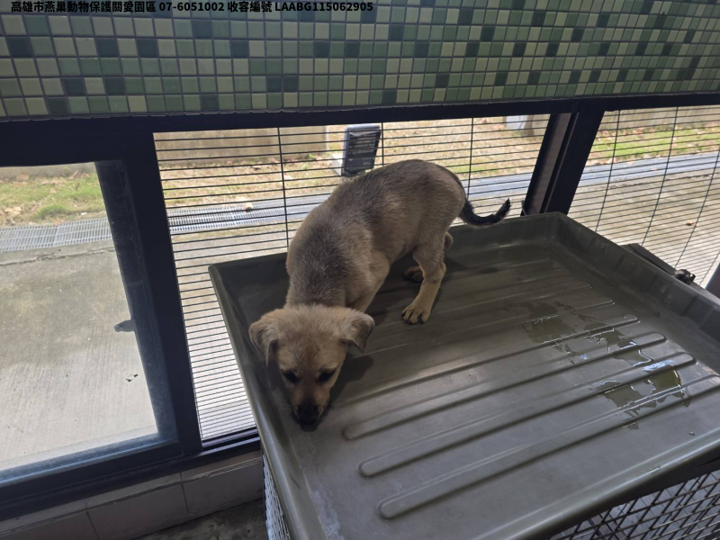 領養小型黃色母犬