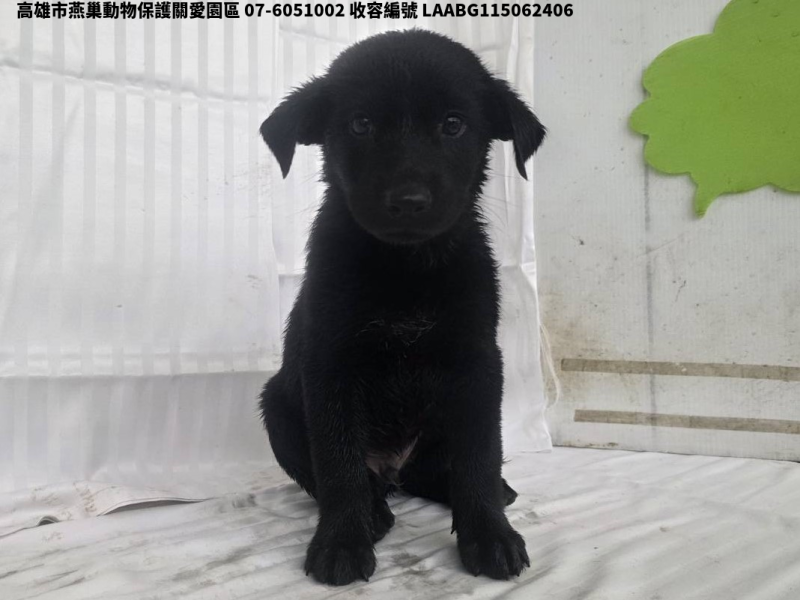 領養小型黑色公犬