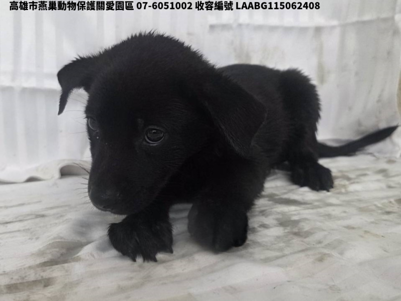 領養小型黑色公犬