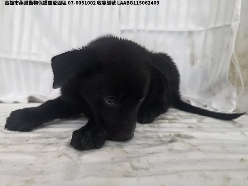領養小型黑色公犬