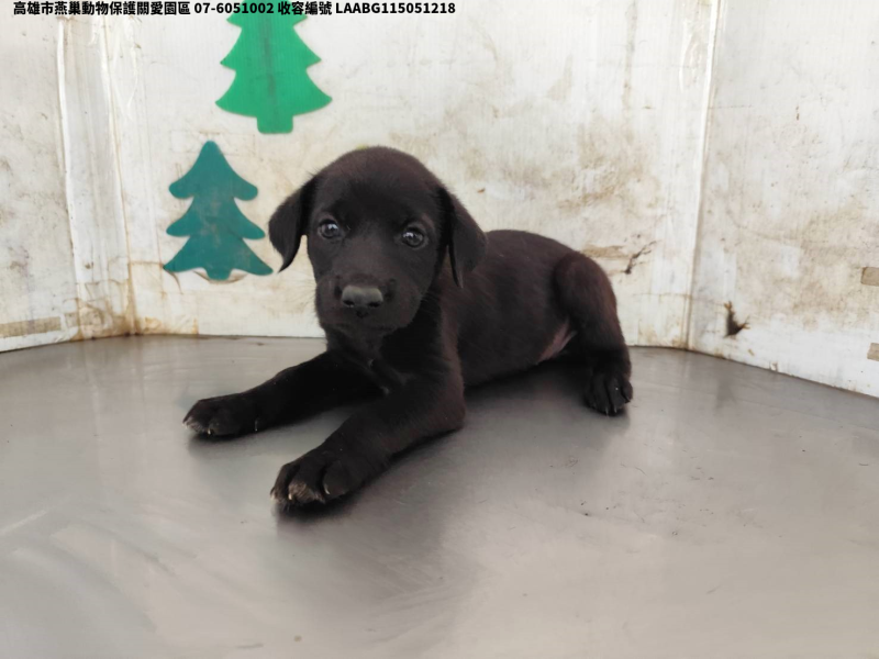 領養中型黑色母犬