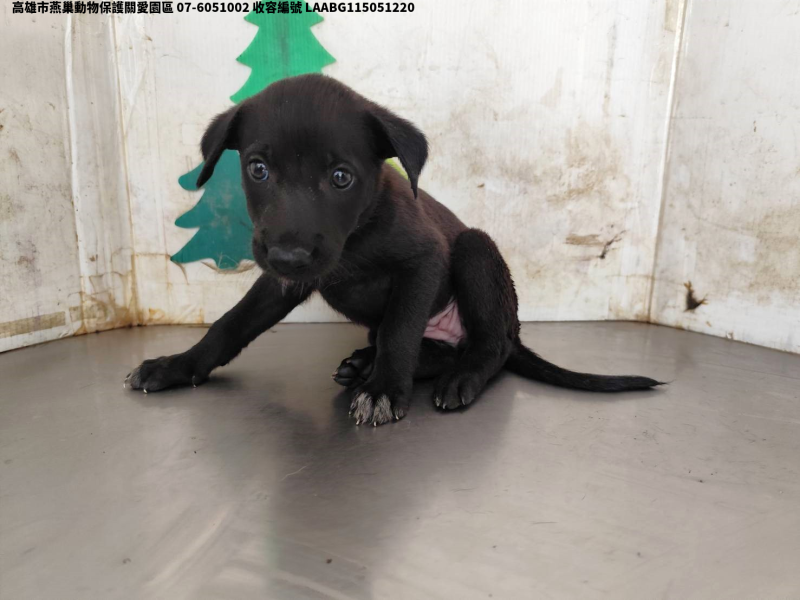 領養中型黑色母犬