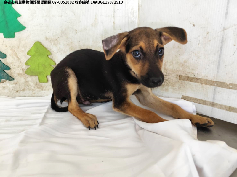 領養小型黑色公犬