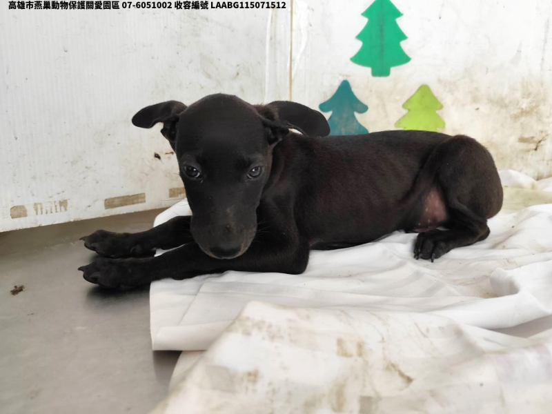 領養小型黑色公犬