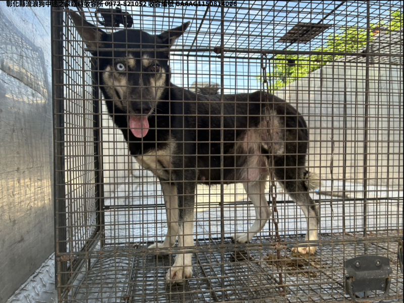 領養中型黑黃色母犬
