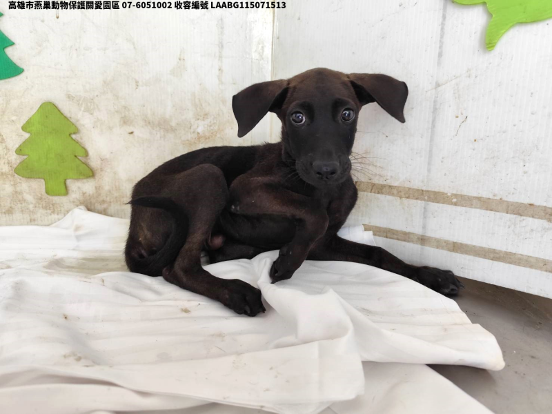 領養小型黑色公犬
