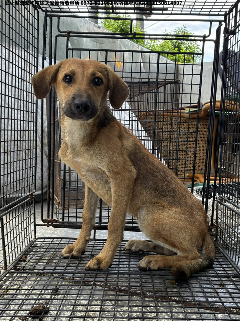 領養小型黃色公犬