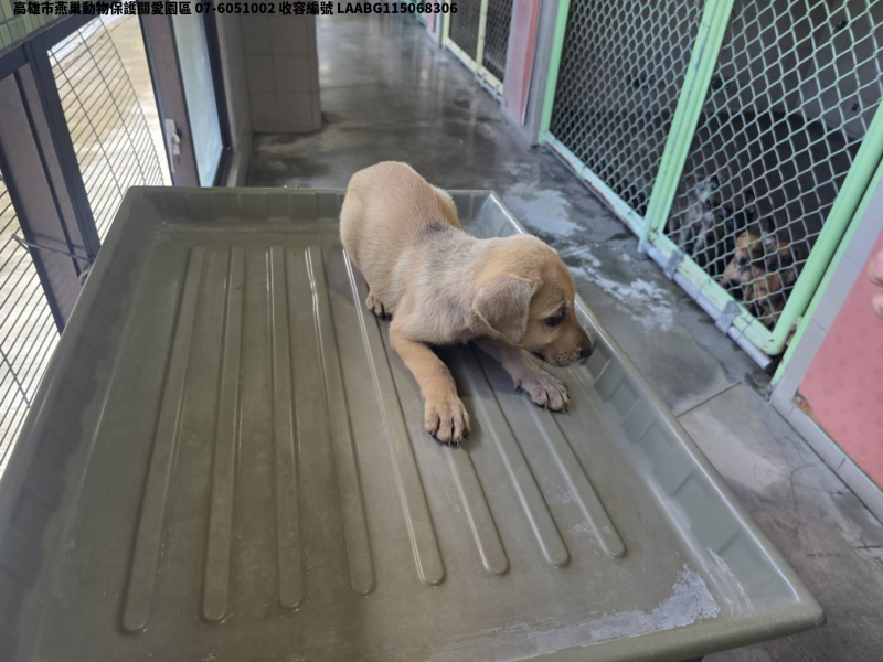領養小型黃色公犬