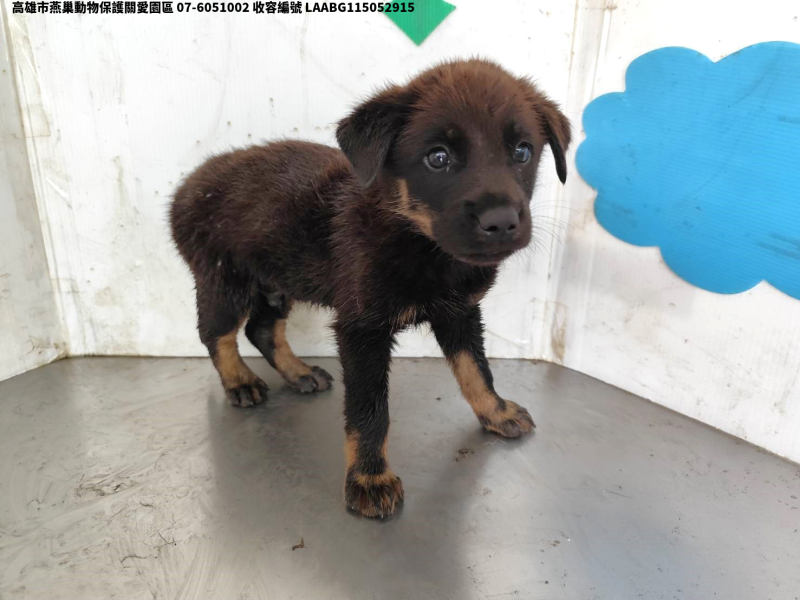 領養小型黑色公犬