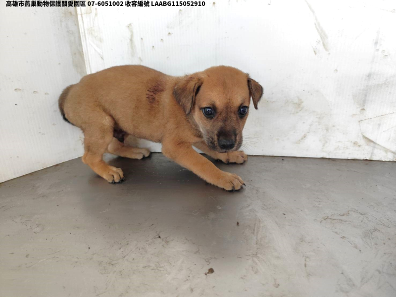 領養小型黃色公犬
