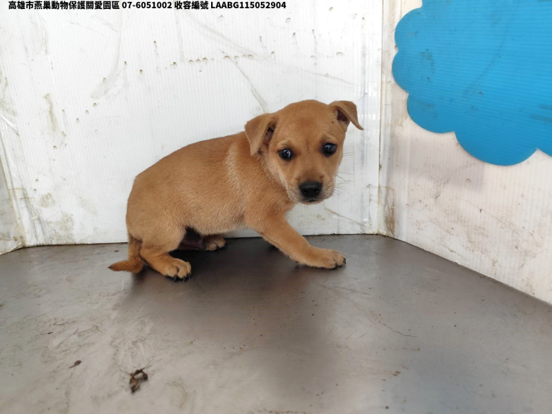 領養小型黃色公犬