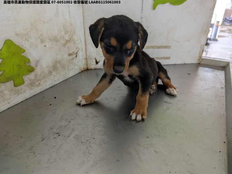 領養小型黑色公犬