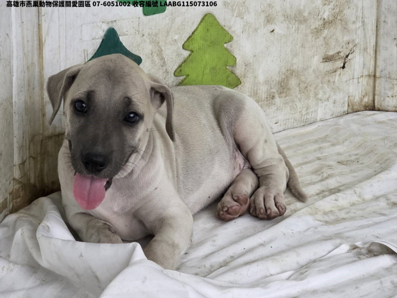 領養小型花色公犬