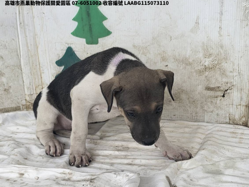 領養小型花色公犬