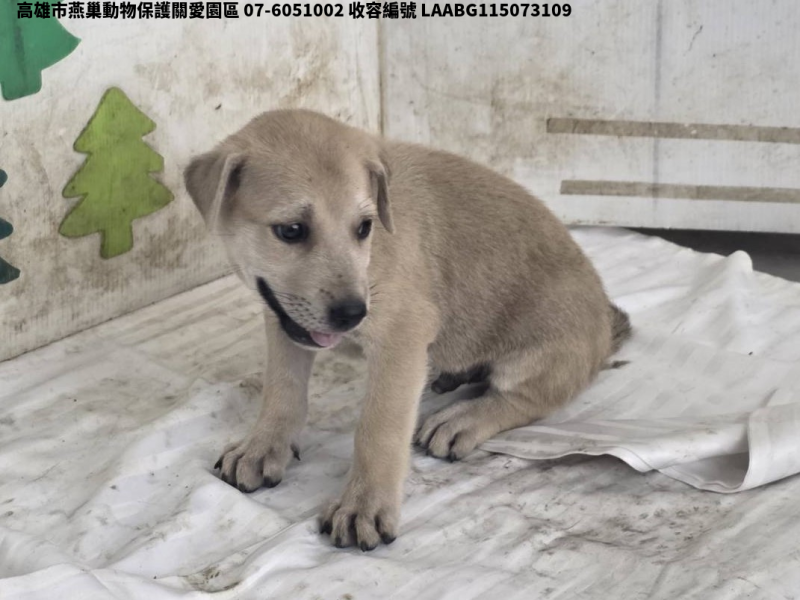 領養小型黃色公犬