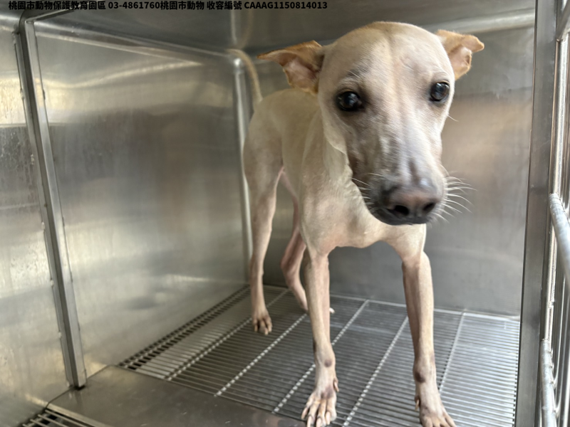 領養中型白色公犬