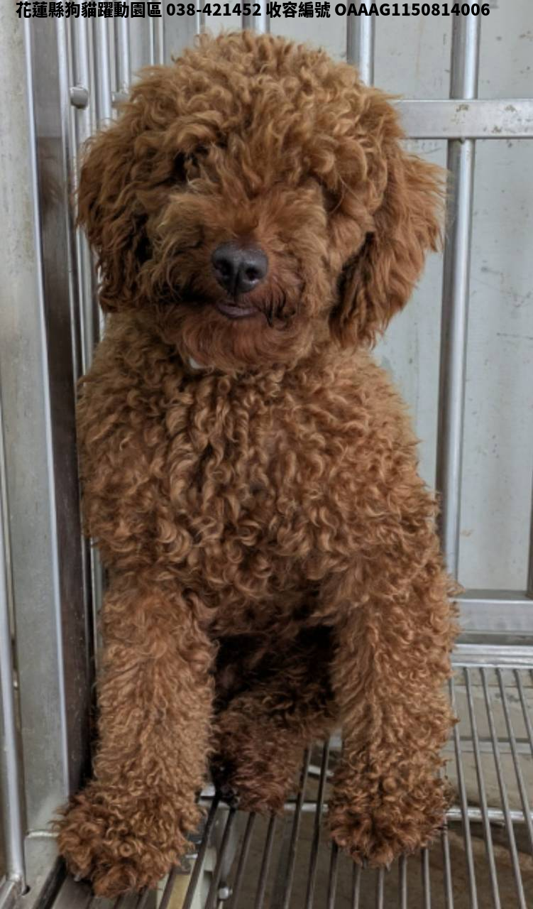 領養中型棕色公犬