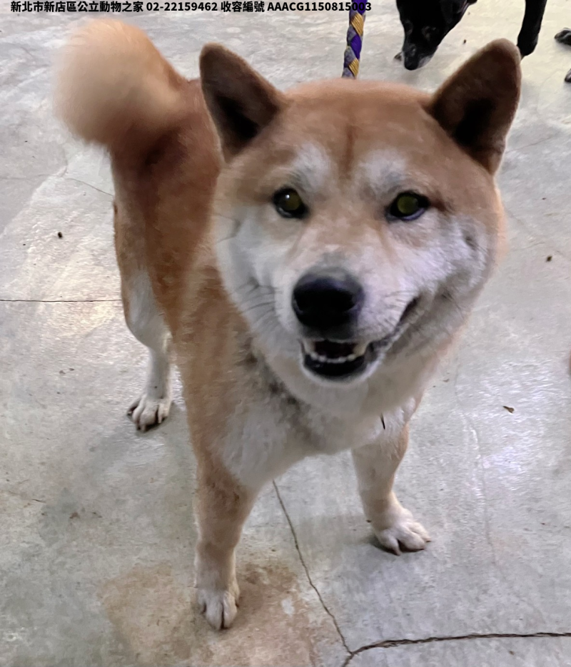 領養小型黃色公犬