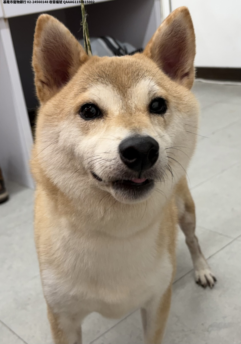 領養中型黃色公犬
