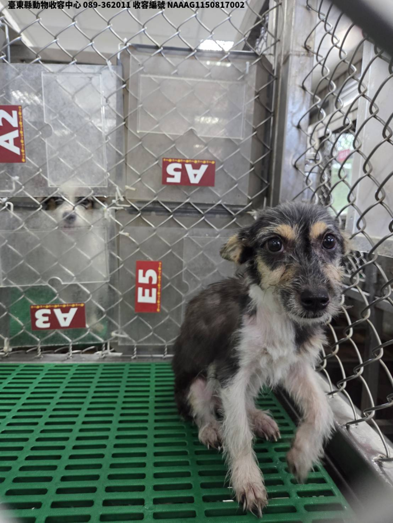 領養小型黑色母犬