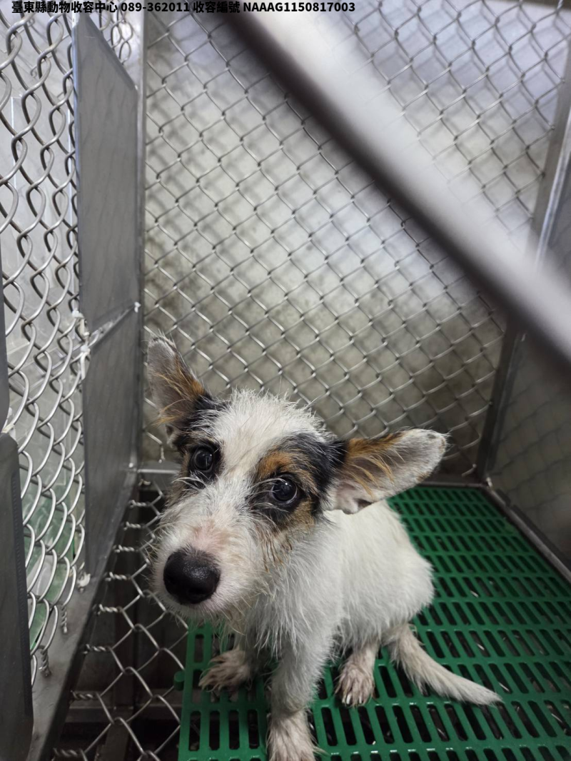 領養小型白色公犬