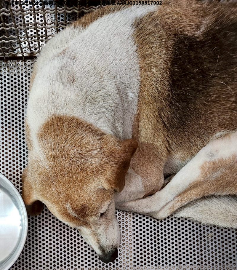 領養中型黃白色母犬