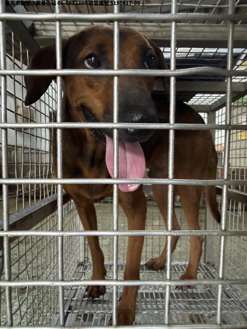 領養中型黃色公犬