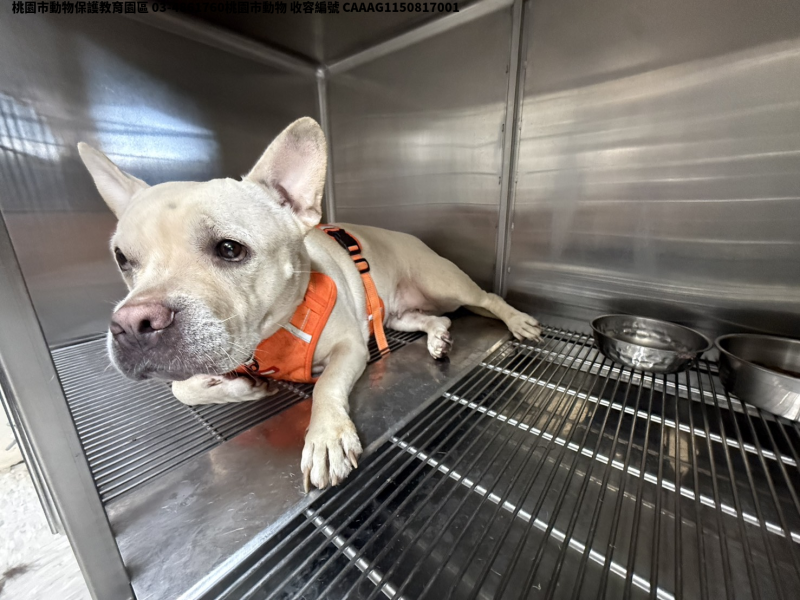 領養中型黑色母犬