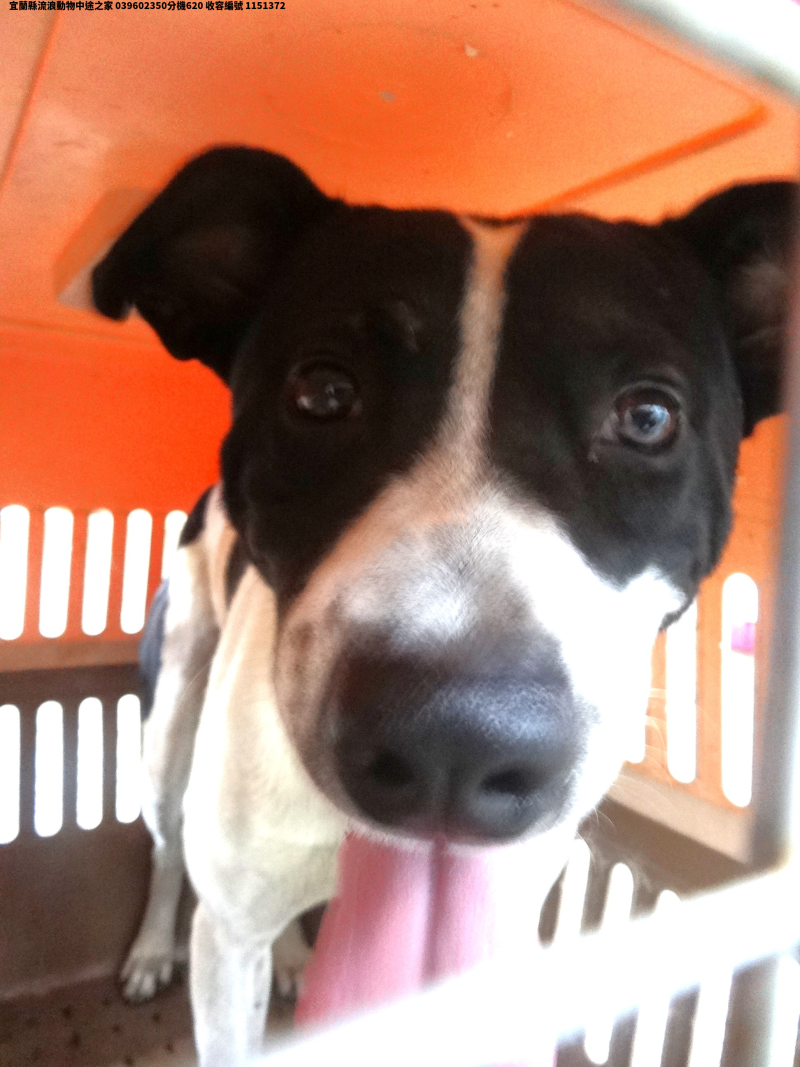 領養大型黑白色公犬
