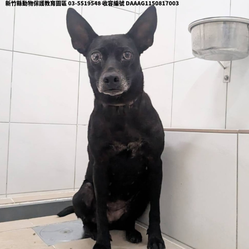 領養中型黑色母犬