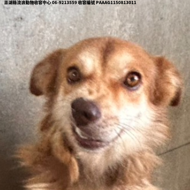 領養大型黃白色公犬
