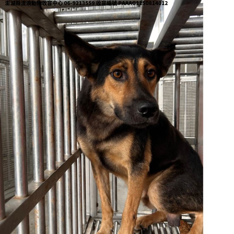 領養大型黑黃色公犬