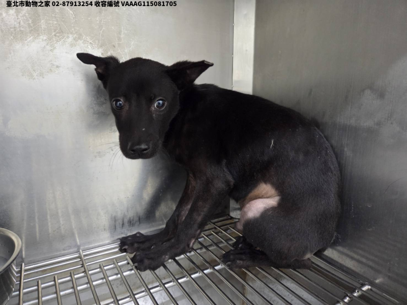 領養小型黑色公犬