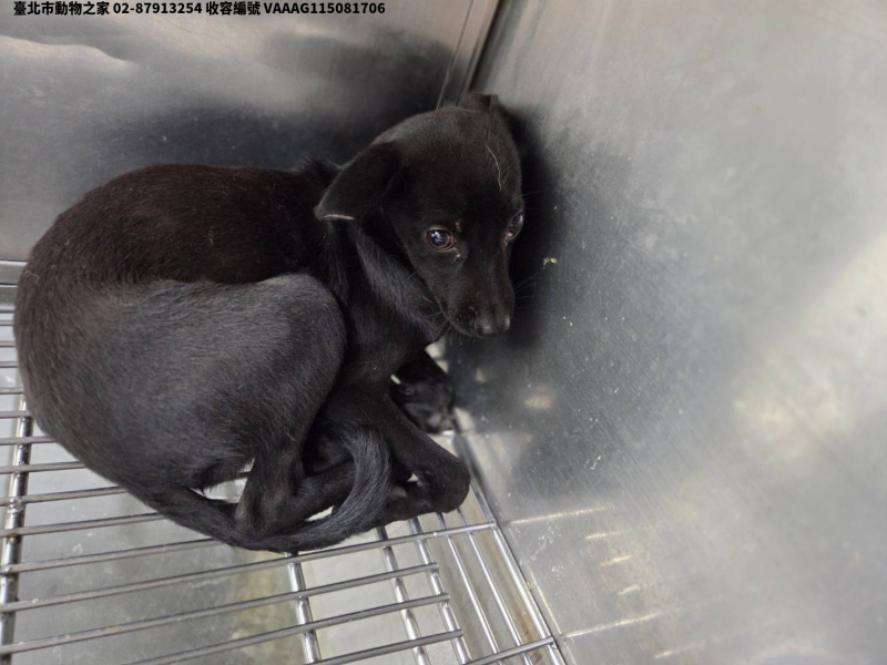 領養小型黑色母犬