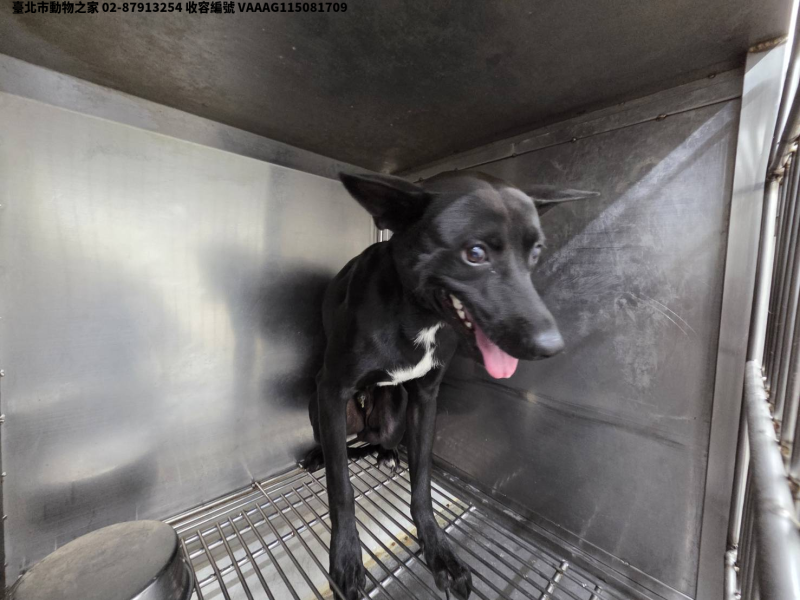 領養中型黑白色公犬